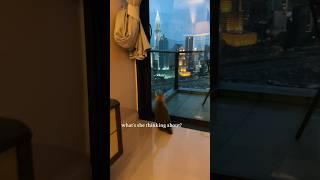 Is This Malaysia’s Luckiest Cat? She Loves the VIEW! 