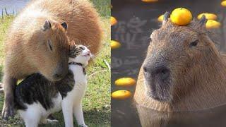 Cute and Funny Capybara Tiktok Compilation 2023