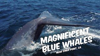 Magnificent Blue Whales  | Dana Point Whale Watching