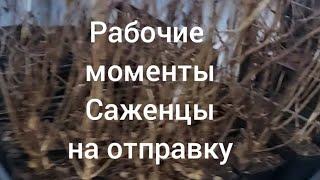 Очищаем саженцы. Готовим малышей к зиме