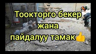 Жайында тоокторго табияттан келген бекер тамак.