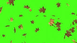 Green screen leaves fly up