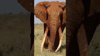 بقي أقل من 25 من الأنياب الخارقة على الكوكب # animalfight #wildanimal