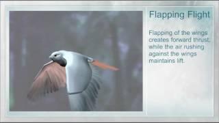 How Do Birds Fly?