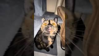 the cat is very cute for everyone to see #cat #catvideos #catlover