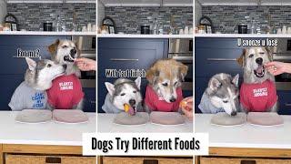 Dogs Try Different Foods