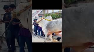 rk bulls simha #music #telugusongs #tollywood #bullsrace #song #ongolebulls #trending #shorts #bull