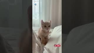 Кошачьи комедии.Веселые котики. Коты хулиганы! Невероятные трюки! #short #киса