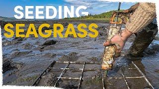 Why we're building seagrass meadows with a caulking gun | VLOG