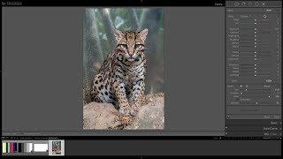 Mastering Lightroom Classic CC - 10: Adjustment Brush