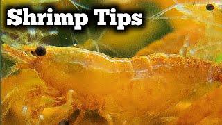 3 Mistakes New Shrimp Keepers Make - Basic Water Chemistry for Neocaridina Shrimp