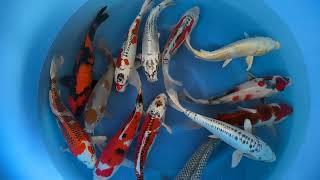 2025 FUK 211 Fukasawa Nisai Tateshita Mix 33 38 cm SAMPLE