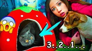 ПЕРВАЯ РЕАКЦИЯ СОБАКИ НА КОШКУ У МЕНЯ ДОМА КОШКА | Elli Di Pets