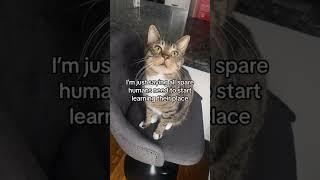 Please send this to a spare human… #petsofyoutube #catsofyoutube #funny #catshorts