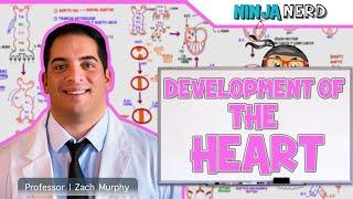 Embryology | Development of the Heart ️