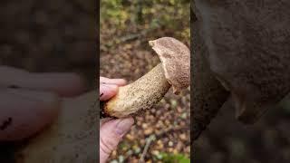 Picking awesome Wild Mushrooms of the Forest!