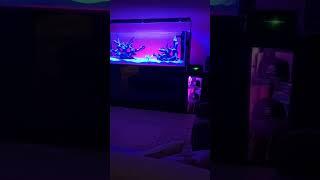 Reef tank night moods    @ReefStash #shorts