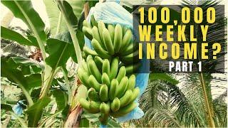 Former OFW turns into Farming | TIPS on Banana Farming | Banana Farming Income | Jingle and Jam TV