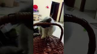 #cute #cat #love #status #trending #shorts #viralvideo #youtubeshorts