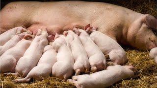 7. Here is how to make sure your piglets grow quickly