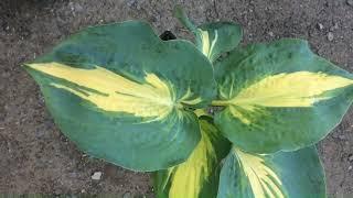 Хоста 'Dream Queen'  #hosta #хостадримкуин #хостакоролевамечты