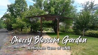 The Cherry Blossom Garden at UNR