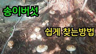 송이버섯 자생지 쉽게찾는 방법 (송이나는 시기, 방향, 고도등..직접 산행하면서 설명) #송이버섯 산행