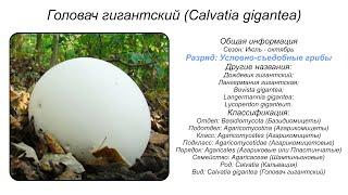 Головач гигантский (Calvatia gigantea)