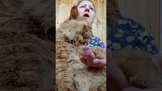 Мейн кун. Кот Джокер. Поем для души!