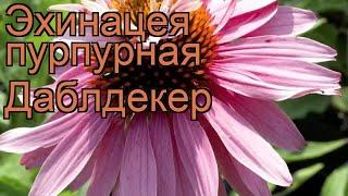 Эхинацея пурпурная Даблдекер (echinacea purpurea)  обзор: как сажать, рассада эхинацеи Даблдекер