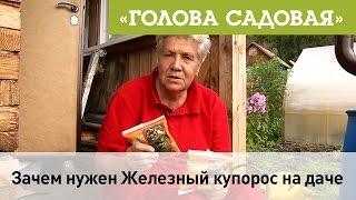 Голова садовая - Зачем нужен Железный Купорос на даче