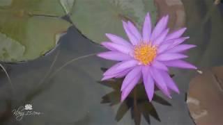 Nymphaea 'Detective Erika' is an exciting purple HxT Intersubgeneric waterlily