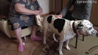 СЮЖЕТ человеческая жестокость к животным 28 10 16