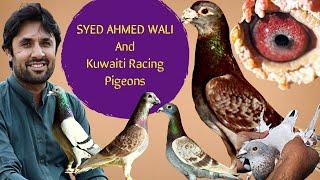 This Video Is All about Kuwaiti Bloodline And His Family | Syed Ahmed Wali | breeder Racing Pigeons