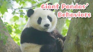 The Behavior Research Of Giant Pandas | iPanda