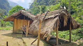 Harvest early season lychees to sell - Dismantle the old house | Ly Thi Tam