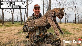 Monster Bobcat - Bobcat Hunting