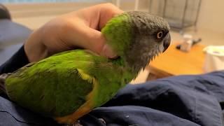 Happy senegal parrot