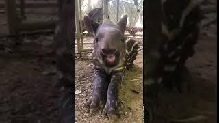 Ever Seen A Baby Tapir Eat