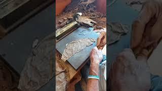 Tabaco Canarias - Breña Alta - España - Puros Richard - Delta Baco