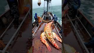 GIANT sea creature caught by fishermen