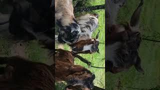 #kashmir #goat #love #song