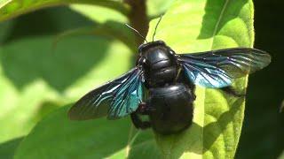 Carpenter bee Xylocopa documentary