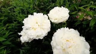 Пион МУНГЛОУ / Paeonia MOONGLOW - ОБЗОР, ОПИСАНИЕ, ЦВЕТЕНИЕ, ОТЗЫВ