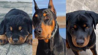 Doberman Dogs | Cute & Amazing Tiktok Videos