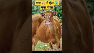 pani lao re COW cow videos #cow