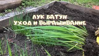 Многолетний Лук - батун уход и выращивание.