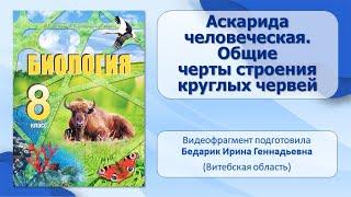 Тип Круглые черви. Тема 7. Аскарида человеческая. Общие черты строения круглых червей