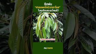 ฉีดพ่นสารแพคโคบิวทราโซล ใบทุเรียนระยะไหนดี? #ฅนเกษตร #Durian #ปลูกทุเรียน #สารแพคโคลบริวทราโซล