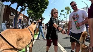 Cash 2.0 Great Dane at Day of the Dog 2024 in Santa Monica (1 of 7)